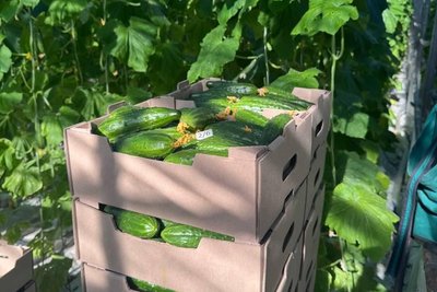 Огірки в ящиках на Зміївській овочевій фабриці