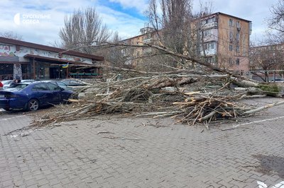 В Одесі дерево впало на жінку В Одесі дерево впало на жінку