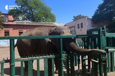 Одеський зоопарк, слониха Венді Одеський зоопарк, слониха Венді
