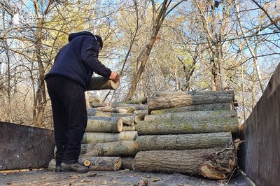 Дев'ять тисяч за причіп: на Одещині заготовляють дрова для населення Дев'ять тисяч за причіп: на Одещині заготовляють дрова для населення