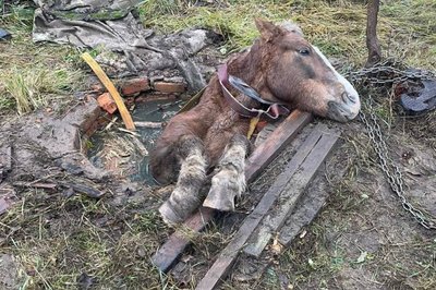 На Житомирщині рятувальники витягнули коня з триметрового колодязя На Житомирщині рятувальники витягнули коня з триметрового колодязя