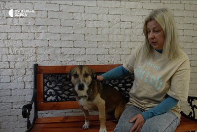Зачепило уламками під час обстрілу Одеси: собакам Кльопі та Боцману шукають родини Зачепило уламками під час обстрілу Одеси: собакам Кльопі та Боцману шукають родини