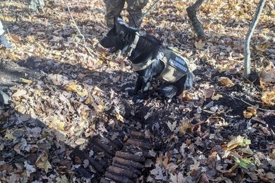 Одеські піротехніки показали знищення понад 150 снарядів, які знайшла собака Йорна Одеські піротехніки показали знищення понад 150 снарядів, які знайшла собака Йорна