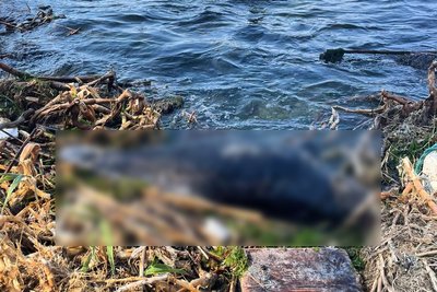 Дельфін, якого прибило до одеського пляжу