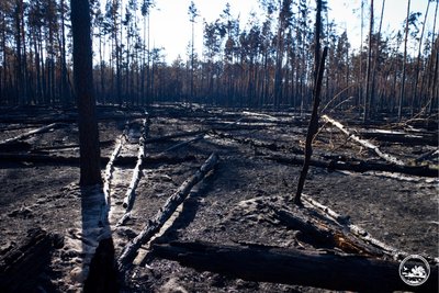 Всі осередки пожежі в Чорнобильській зоні локалізували Всі осередки пожежі в Чорнобильській зоні локалізували