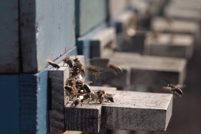 Бджолярство Харків Бджолярство Харків