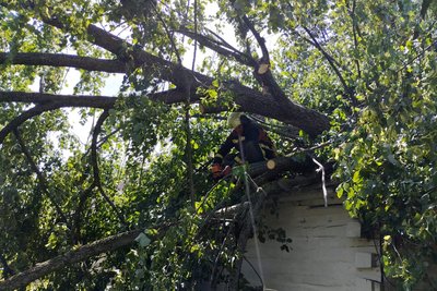 На Волині дерево впало на будинок