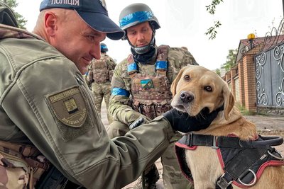 Обстежувала школи, знаходила заміновані тіла. Як лабрадор Кіра допомагає розміновувати Донецьку область Обстежувала школи, знаходила заміновані тіла. Як лабрадор Кіра допомагає розміновувати Донецьку область
