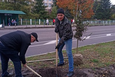 У Здолбунові висаджують дерева глоду восени 2023 року У Здолбунові висаджують дерева глоду восени 2023 року