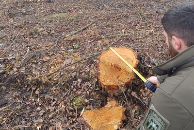 Збитки на понад 32 мільйони гривень: на Волині виявили порубку дерев Збитки на понад 32 мільйони гривень: на Волині виявили порубку дерев