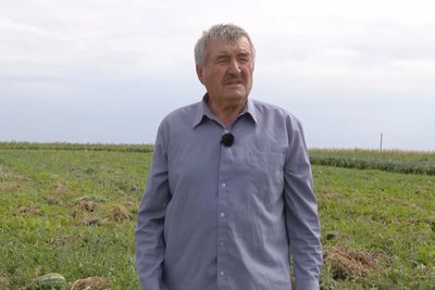 Кавуни зі смаком манго й ананаса вирощує фермер з Хмельниччини