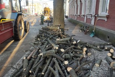 Розчищення від омели та старих і аварійних гілок — у Житомирі триває зимове кронування дерев та кущів Розчищення від омели та старих і аварійних гілок — у Житомирі триває зимове кронування дерев та кущів