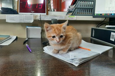 Харківські рятувальники витягли з вогню кошеня Харківські рятувальники витягли з вогню кошеня