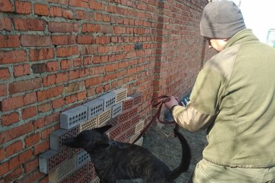 "Всі думають, що якщо собака шукає вибухівку, то вона їсть тротил з кашею": як собаки несуть службу на блокпостах Сум "Всі думають, що якщо собака шукає вибухівку, то вона їсть тротил з кашею": як собаки несуть службу на блокпостах Сум