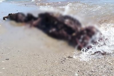 Загинули через війну: у нацпарку на Одещині знайшли трупи дельфінів Загинули через війну: у нацпарку на Одещині знайшли трупи дельфінів