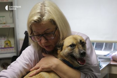 Знайшли в Одесі нові родини: історія собак Черрі і Челсі, врятованих з прифронтової зони Знайшли в Одесі нові родини: історія собак Черрі і Челсі, врятованих з прифронтової зони