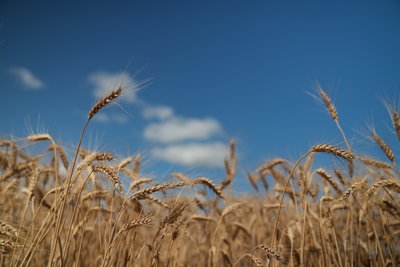 «89 сортів озимих культур»: які для нового сезону обирають аграрії Сумщини «89 сортів озимих культур»: які для нового сезону обирають аграрії Сумщини