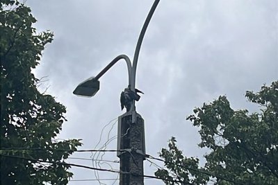Ворона застрягла між ліхтарями на стовпі у Харкові Ворона застрягла між ліхтарями на стовпі у Харкові