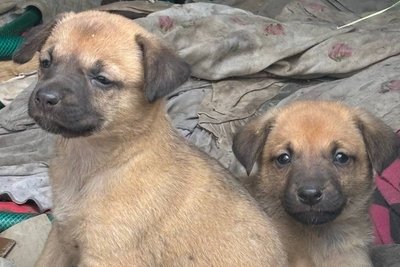 Загинули восьмеро цуценят: поліція Дніпра розслідує обставини смерті тварин у Діївці Загинули восьмеро цуценят: поліція Дніпра розслідує обставини смерті тварин у Діївці