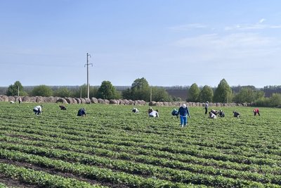 Поле полуниці у Краснокутській громаді Поле полуниці у Краснокутській громаді