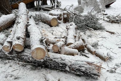 На столичному Трухановому острові незаконно вирубували дерева На столичному Трухановому острові незаконно вирубували дерева