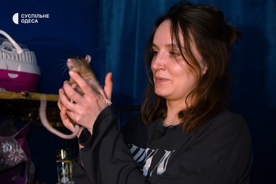 "Чупакабра наводить лад": жителька Одеси тримає вдома сімох щурів "Чупакабра наводить лад": жителька Одеси тримає вдома сімох щурів