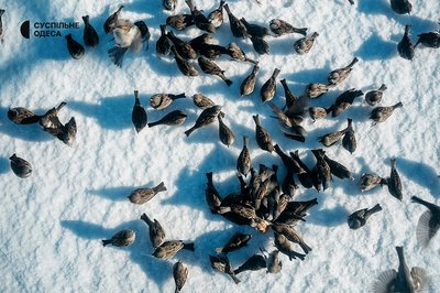 Одеса сонячна та засніжена: який вигляд має місто після негоди. Фоторепортаж Одеса сонячна та засніжена: який вигляд має місто після негоди. Фоторепортаж