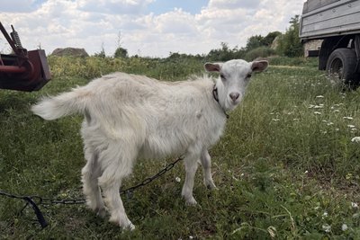 Щоденники забутих сіл: хутір Богданівський Щоденники забутих сіл: хутір Богданівський