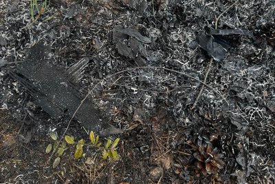 Лісову пожежу на Житомирщині після падіння уламків дрона загасили за кілька годин Лісову пожежу на Житомирщині після падіння уламків дрона загасили за кілька годин