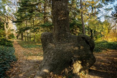 одеський ботсад