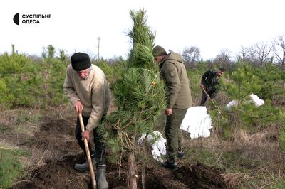 У середньому 200 грн за ялинку: як у лісництві на Одещині вирощують та продають новорічні дерева У середньому 200 грн за ялинку: як у лісництві на Одещині вирощують та продають новорічні дерева