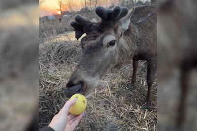 Суд прийняв рішення стосовно водійки після ДТП з оленем Борисом на Рівненщині Суд прийняв рішення стосовно водійки після ДТП з оленем Борисом на Рівненщині