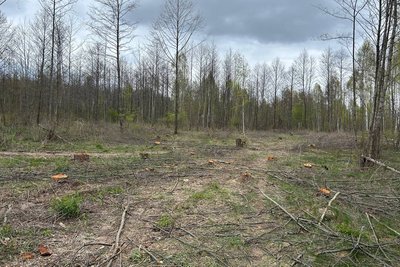 Пиляють ліс і тікають: на Житомирщині люди виступають проти масових крадіжок лісу у громаді Пиляють ліс і тікають: на Житомирщині люди виступають проти масових крадіжок лісу у громаді
