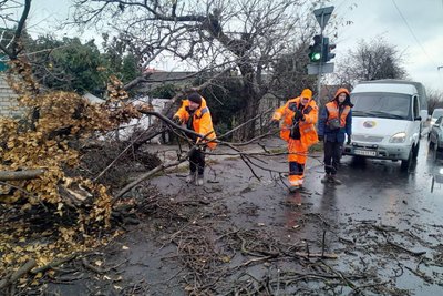За два дні вітер в Одесі повалив майже 20 дерев та великих гілок За два дні вітер в Одесі повалив майже 20 дерев та великих гілок