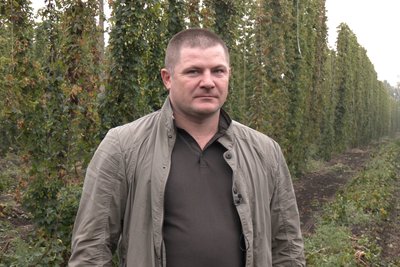 Як вирощують, збирають та переробляють хміль на Житомирщині Як вирощують, збирають та переробляють хміль на Житомирщині
