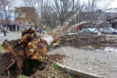 В Одесі дерево впало на жінку В Одесі дерево впало на жінку