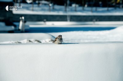 Одеса сонячна та засніжена: який вигляд має місто після негоди. Фоторепортаж Одеса сонячна та засніжена: який вигляд має місто після негоди. Фоторепортаж