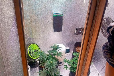 Вирощені вдома коноплі у жителя Салтівського району Харкова Вирощені вдома коноплі у жителя Салтівського району Харкова