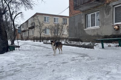Собака на вулиці в Сахновщині, лютий 2026 року