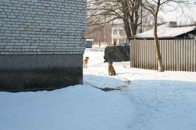 На Сумщині тривають морози: як врятувати вуличних тварин і птахів від переохолодження На Сумщині тривають морози: як врятувати вуличних тварин і птахів від переохолодження