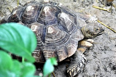 У київському зоопарку шпороносних черепах переселили у літнє помешкання У київському зоопарку шпороносних черепах переселили у літнє помешкання