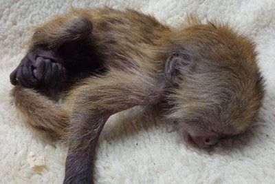 В Луцькому зоопарку вигодували капуцина, від якого відмовилася матір В Луцькому зоопарку вигодували капуцина, від якого відмовилася матір