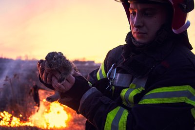 На Вінниччині пожежники сухої трави врятували зайченя На Вінниччині пожежники сухої трави врятували зайченя