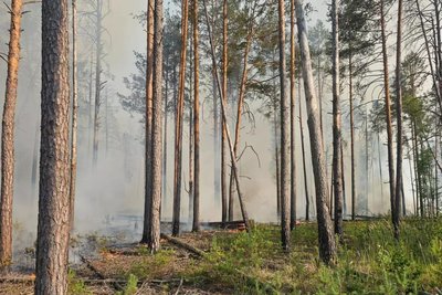 На Житомирщині ліквідовують лісову пожежу на площі 5 гектарів На Житомирщині ліквідовують лісову пожежу на площі 5 гектарів