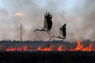 Лелеки пролітають над палаючим полем біля Снігурівки на Миколаївщині