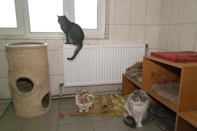 Коти Харків Коти Харків