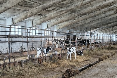 Чому загинули корови на держпідприємстві "Рихальське" на Житомирщині: що каже керівництво та експрацівники Чому загинули корови на держпідприємстві "Рихальське" на Житомирщині: що каже керівництво та експрацівники