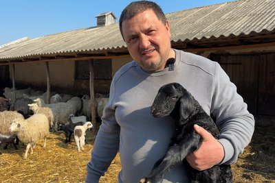 Як відрізнити справжню овечу бринзу від підробки: поради фермера з Буковини Як відрізнити справжню овечу бринзу від підробки: поради фермера з Буковини