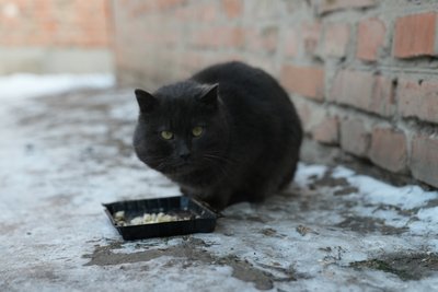 На Сумщині тривають морози: як врятувати вуличних тварин і птахів від переохолодження На Сумщині тривають морози: як врятувати вуличних тварин і птахів від переохолодження