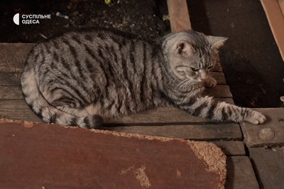 “П’є каву разом з відвідувачами”: історії котиків, які живуть на Новому ринку “П’є каву разом з відвідувачами”: історії котиків, які живуть на Новому ринку